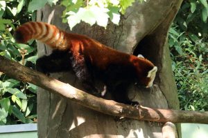 Snapshot af rød panda