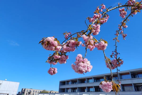 Blomstrende kirsebærtræ